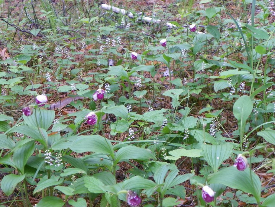 Венерин башмачок сибирский