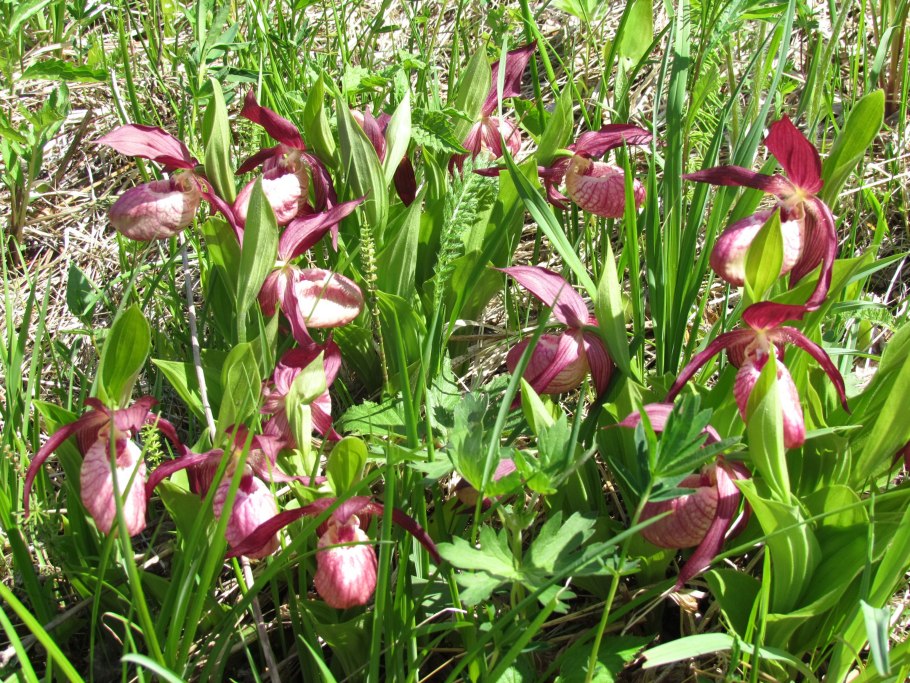 Башмачок венерин