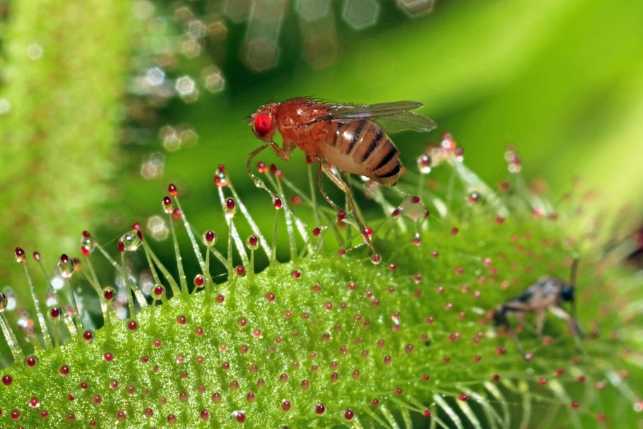 Плодовая мушка дрозофила