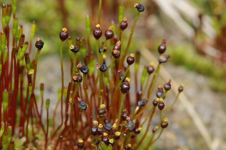 Мох сплахнум