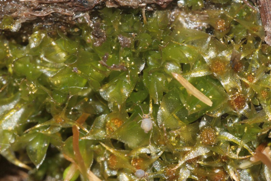 Северные растения