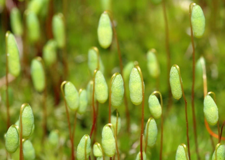 Бартрамия яблоковидная