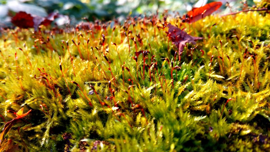 Клюква крупноплодная Pilgrim