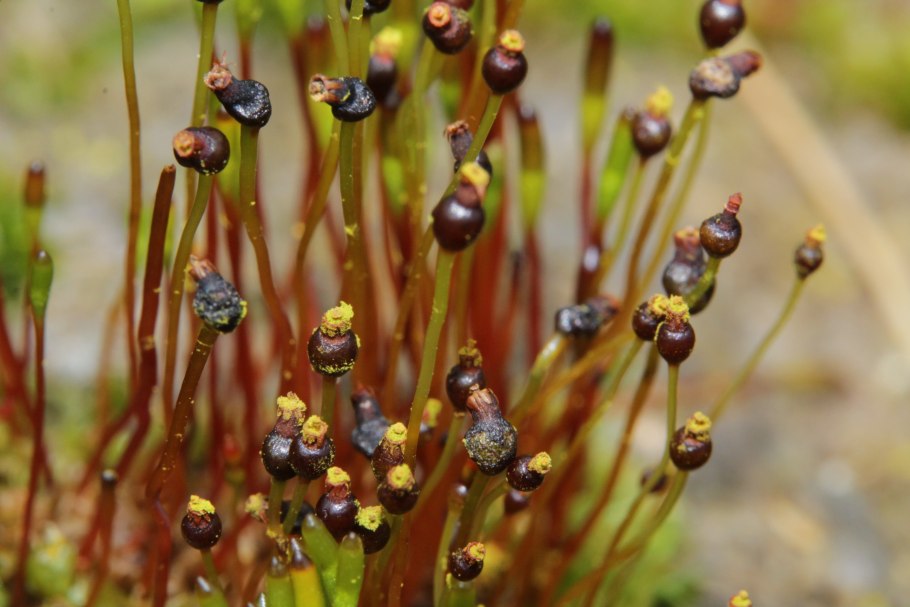 Сплахнум красный