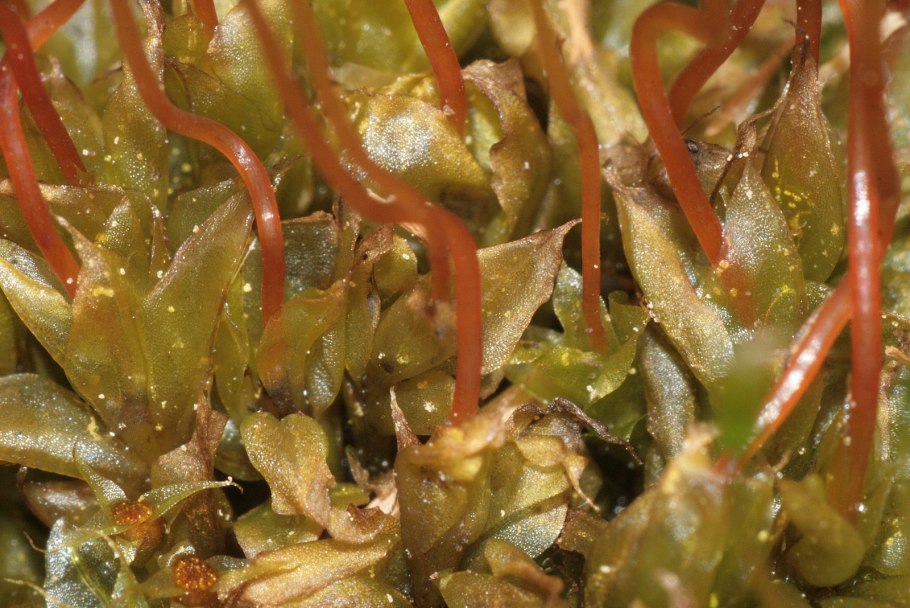 Tetraplodon mnioides