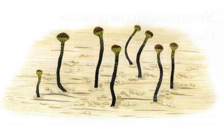 Мох долгунец