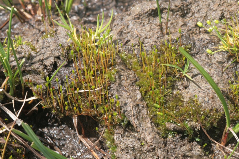 Цветущий красный мох