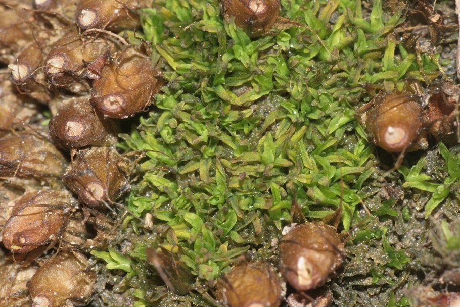 Меланогастер Муха