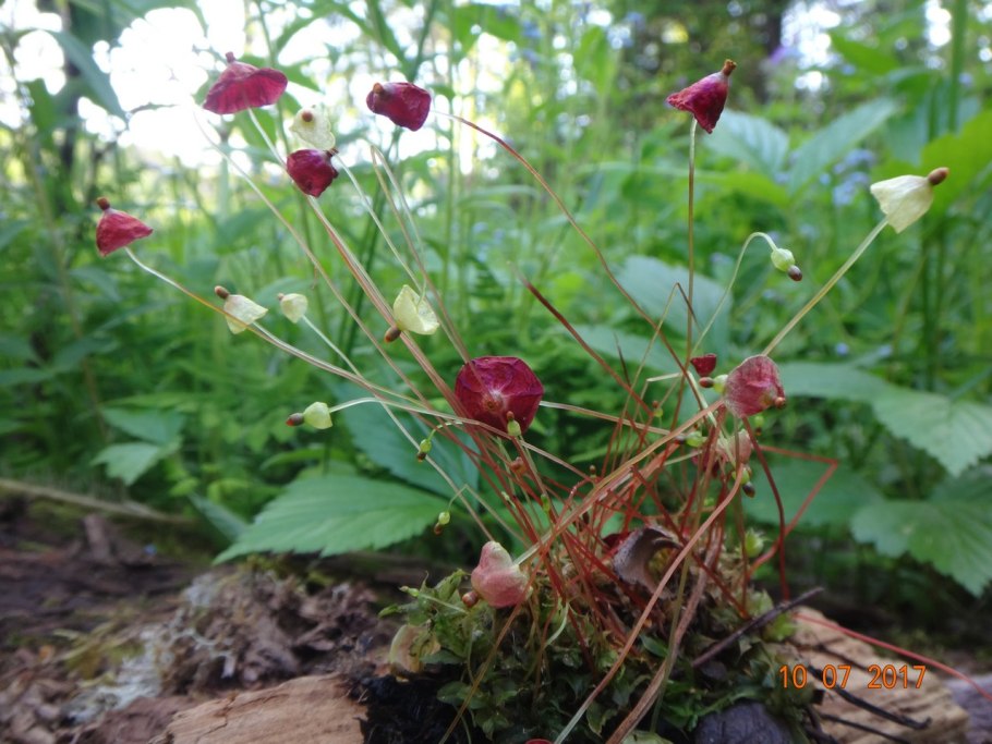 Tetraplodon mnioides