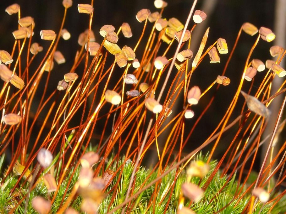 Фискомитриум ШИРОКОУСТЬЕВЫЙ