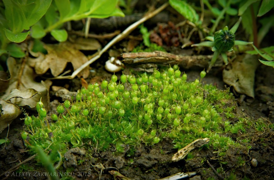 Тортула Муралис