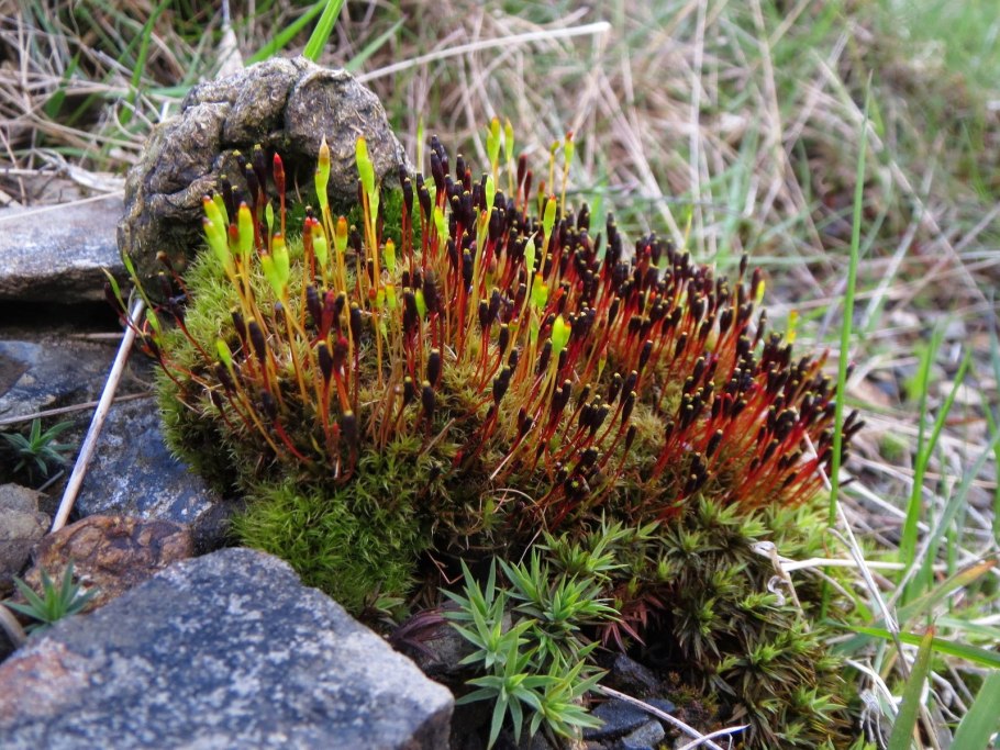 Кладония шиловидная