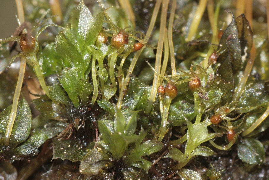 Тетраплодон мниевидный – Tetraplodon mnioides