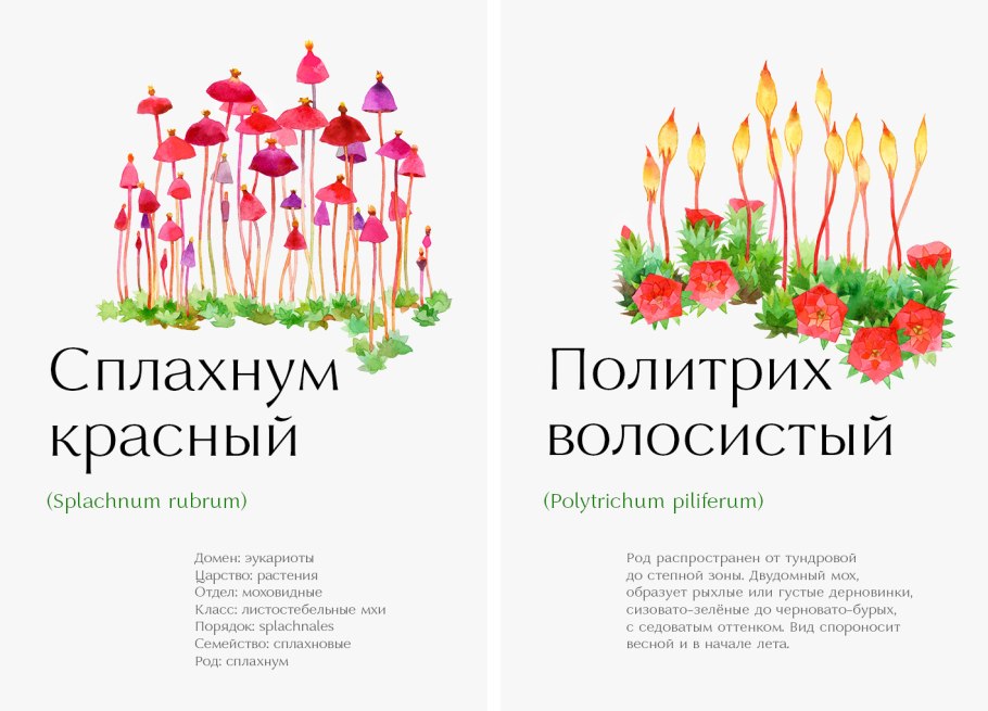 Растения Онежского Поморья