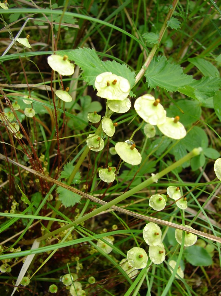 Спорогий Polytrichum commune
