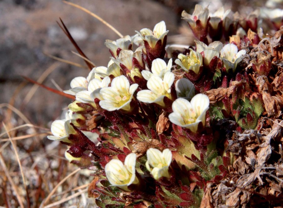 Sphagnum quinquefarium