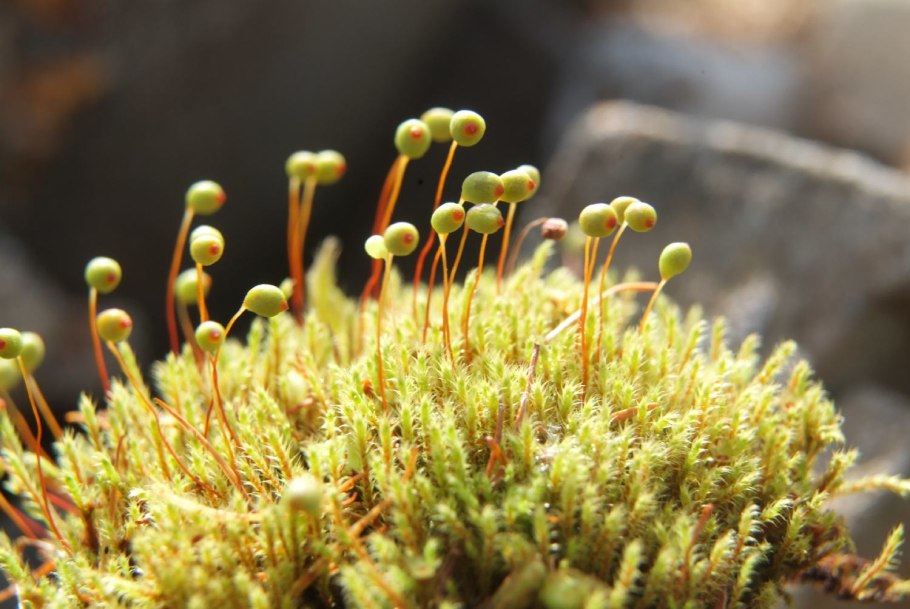 Растения тундры Морошка