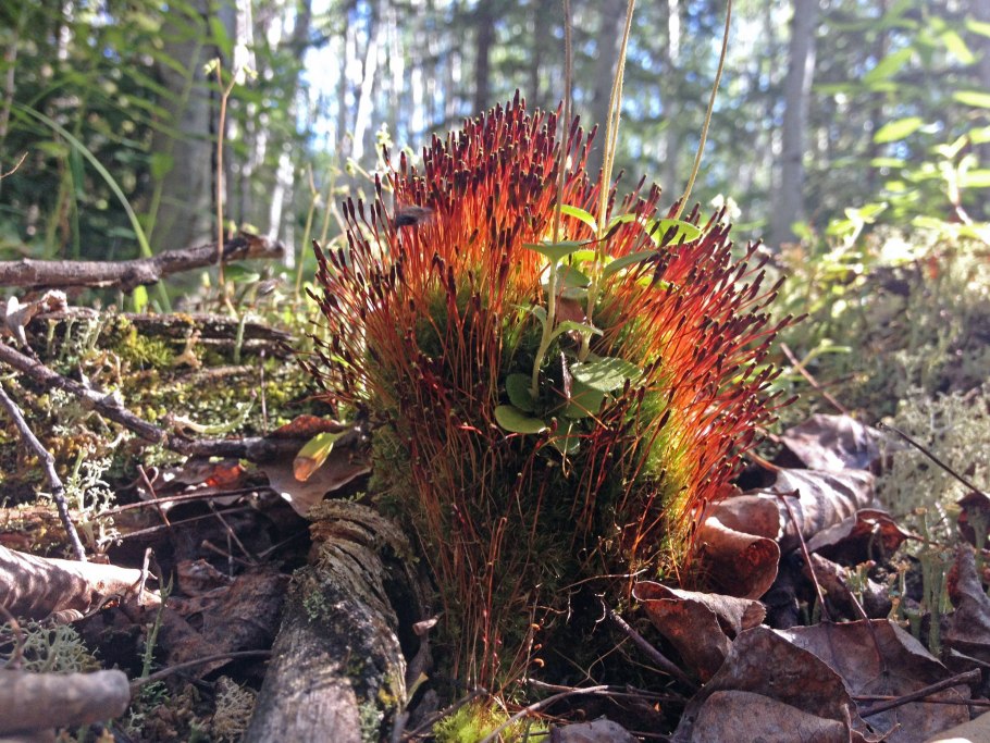 Мхи почва ботаника иллюстрация