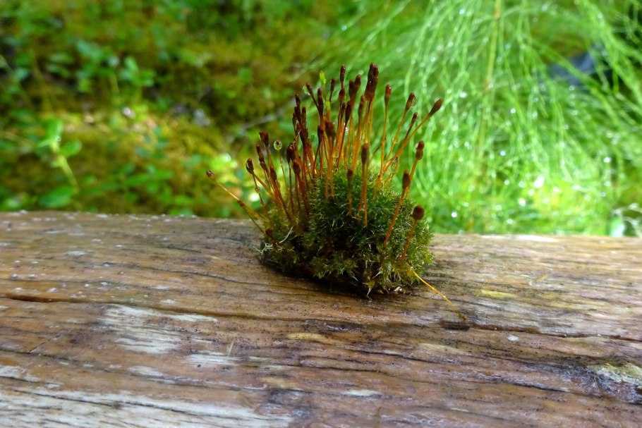 Ptychostomum Capillar