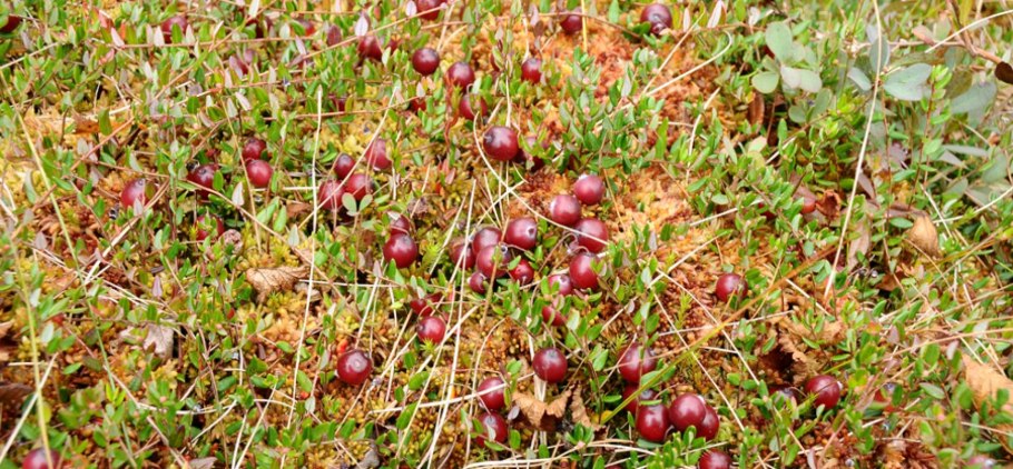 Карбюратор leader pz19jb