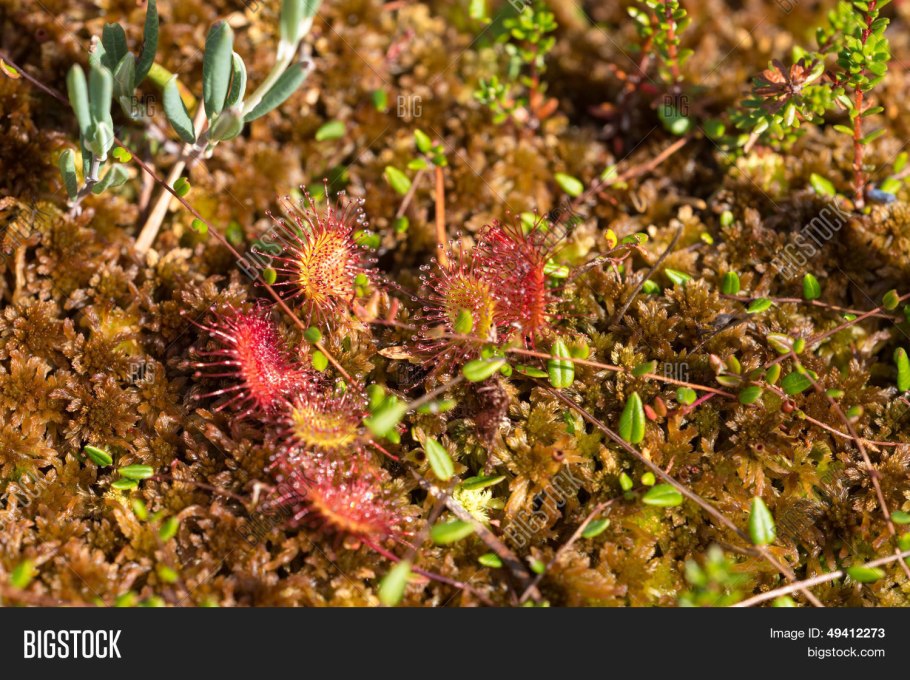 Росянка (drosera)