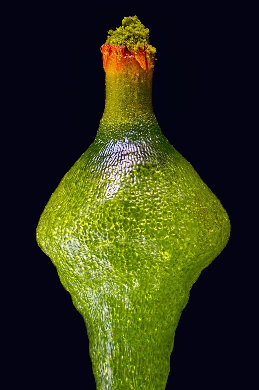 Splachnum ampullaceum