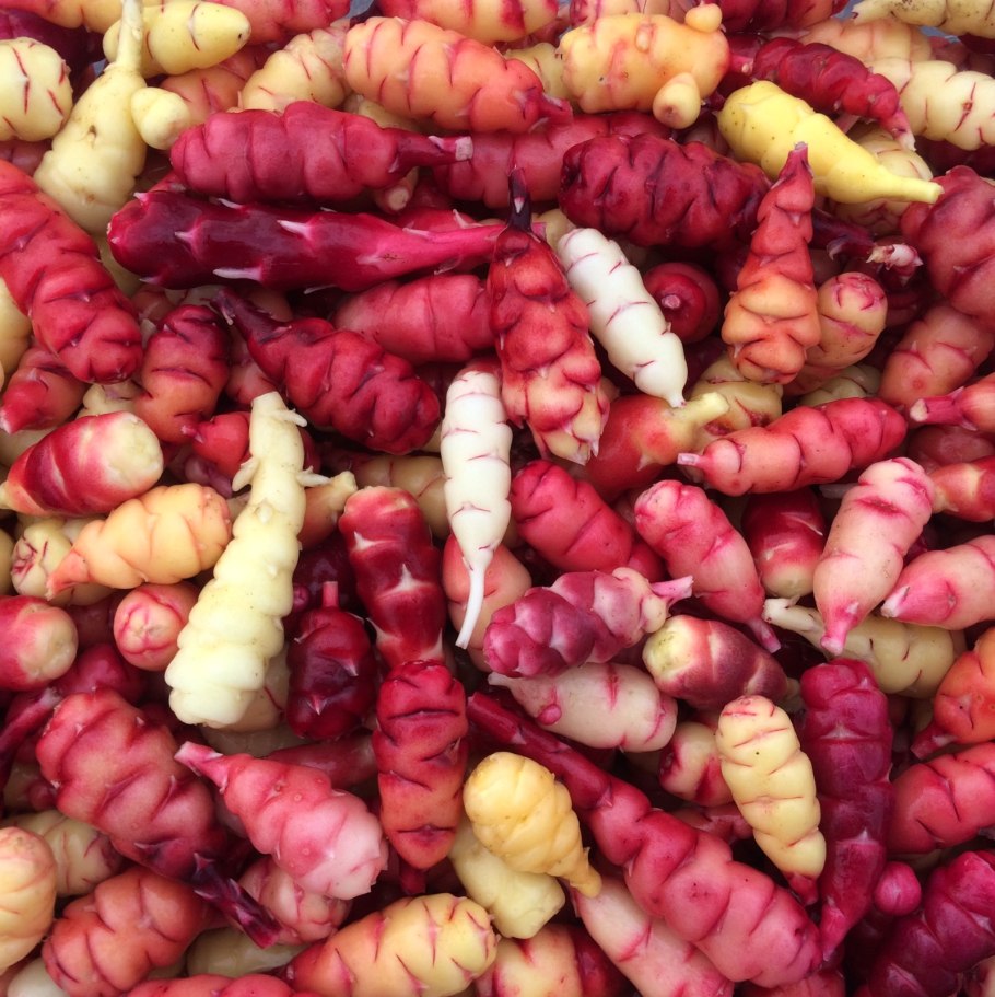 Сорт картофеля перуанский фиолетовый (Purple Peruvian)