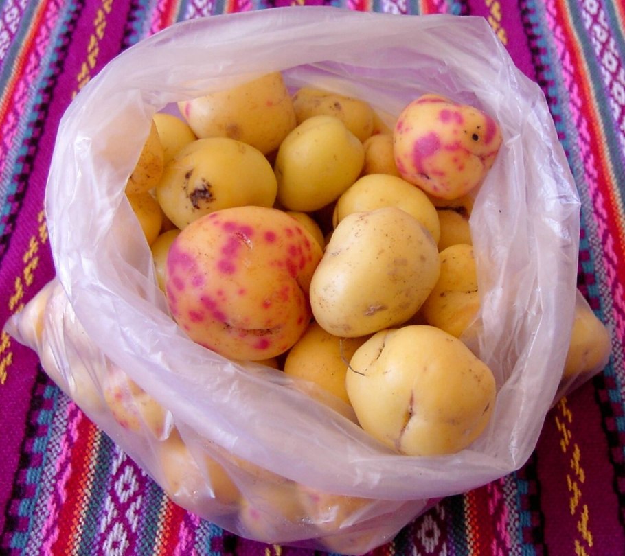 Уллюко клубненосный плантация