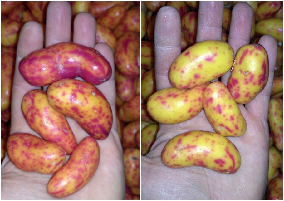 Стоимость картофеля в Кузбассе в магазинах