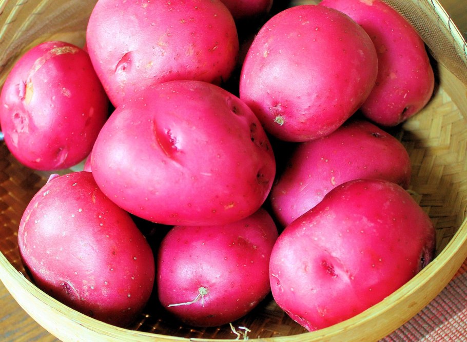 Семенной картофель ред скарлет