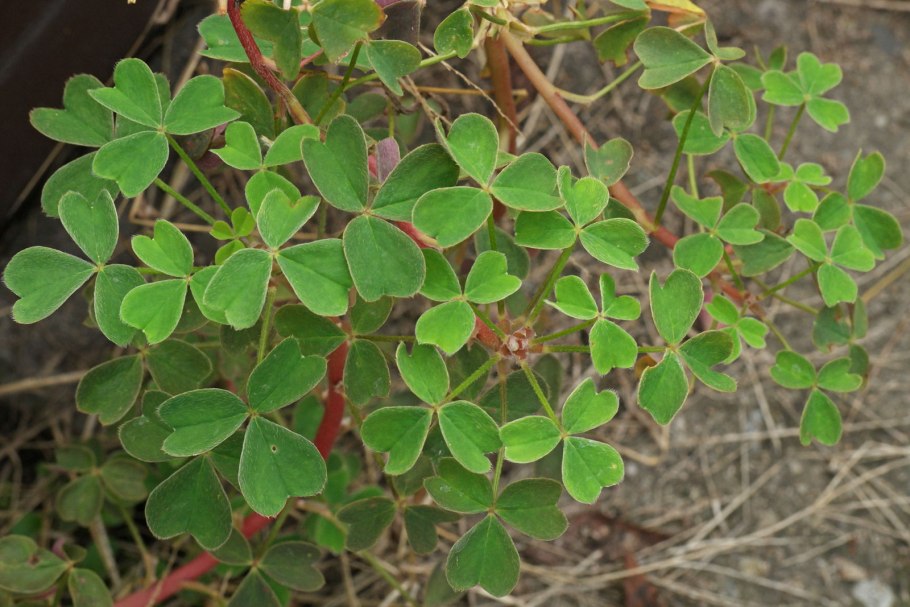 Кислица клубненосная ока