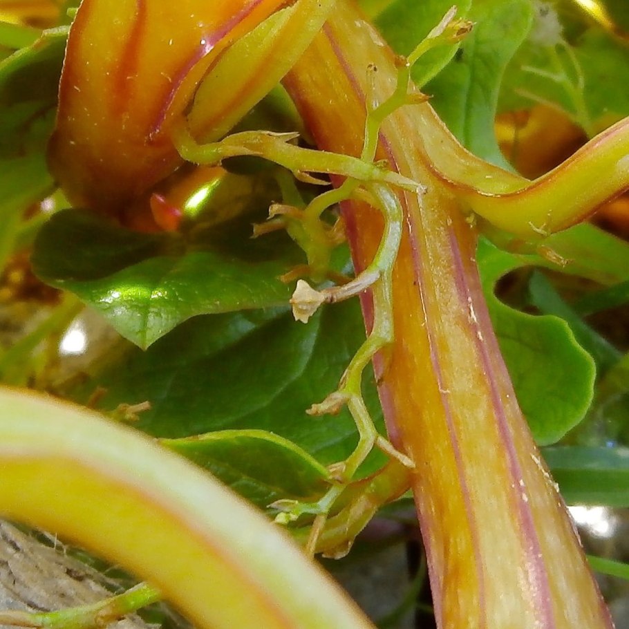 Растение паразит повилика