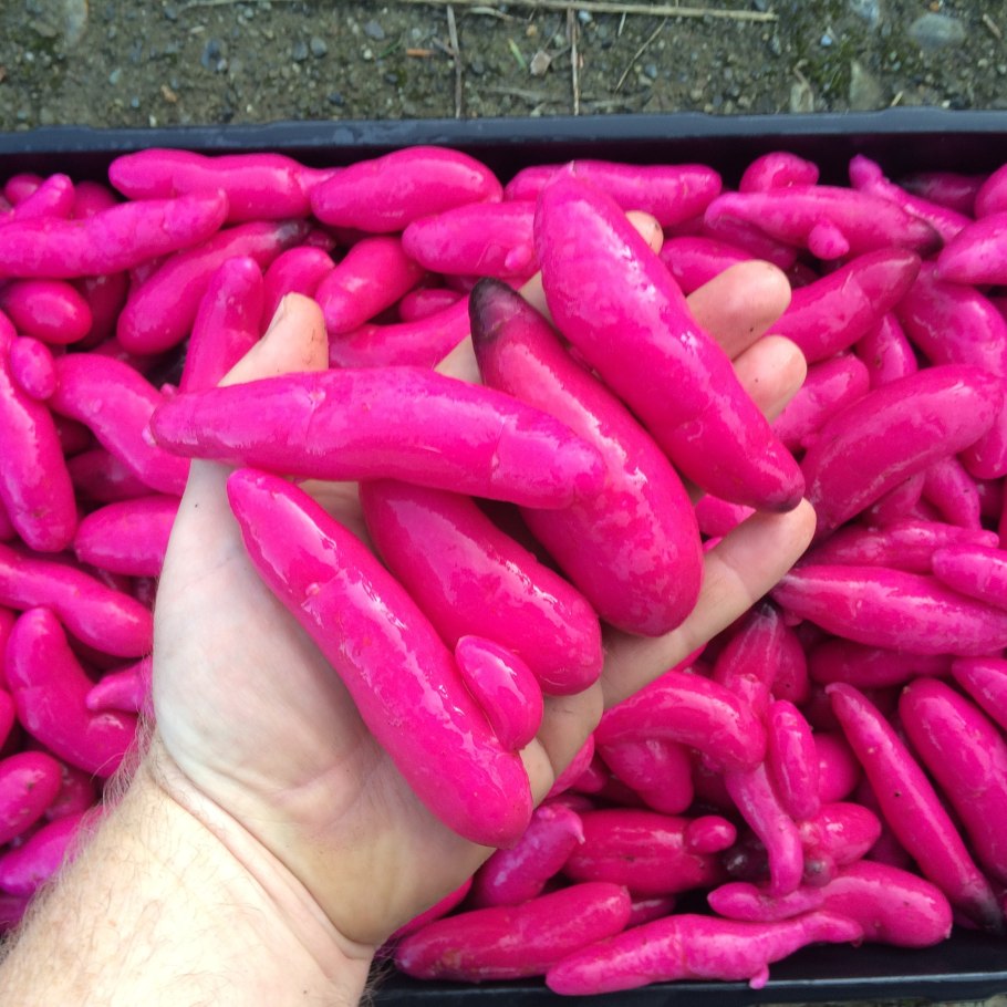 ULLUCUS tuberosus (Ulluco)