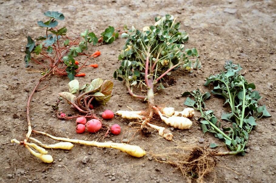 Уллюко растение