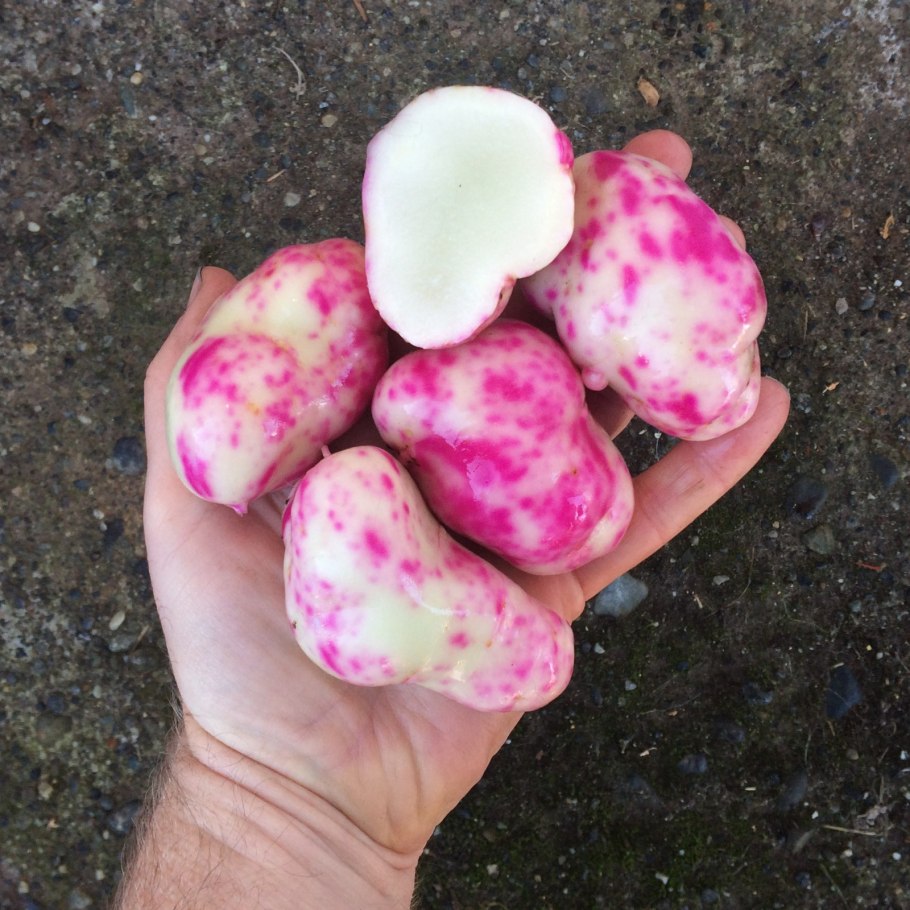 Кислица клубненосная Ока