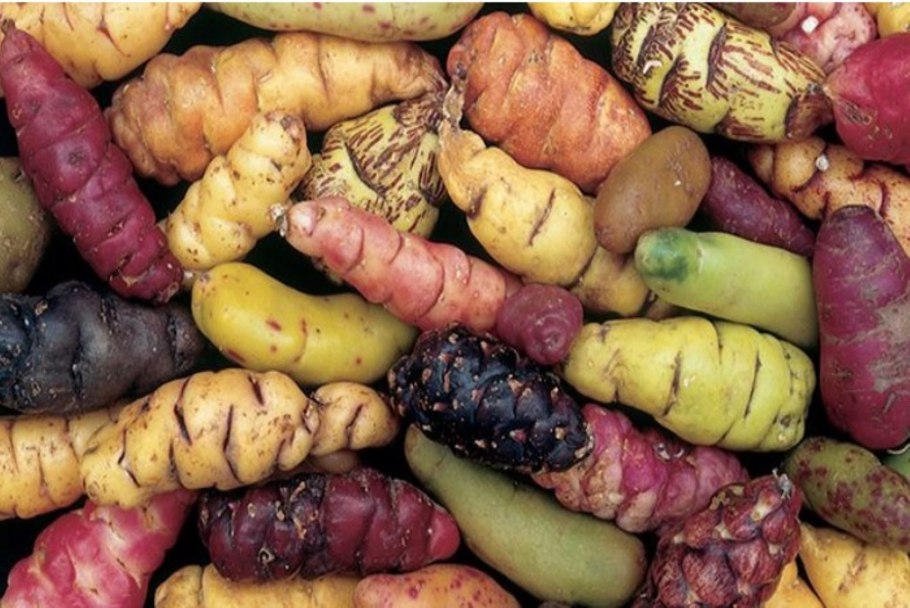 Кислица клубненосная овощ