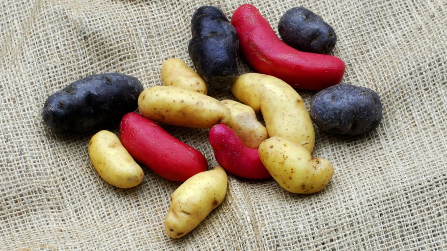 Картофель ред Барон