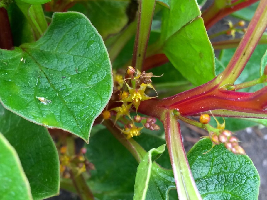 Базелла красная заморский гость