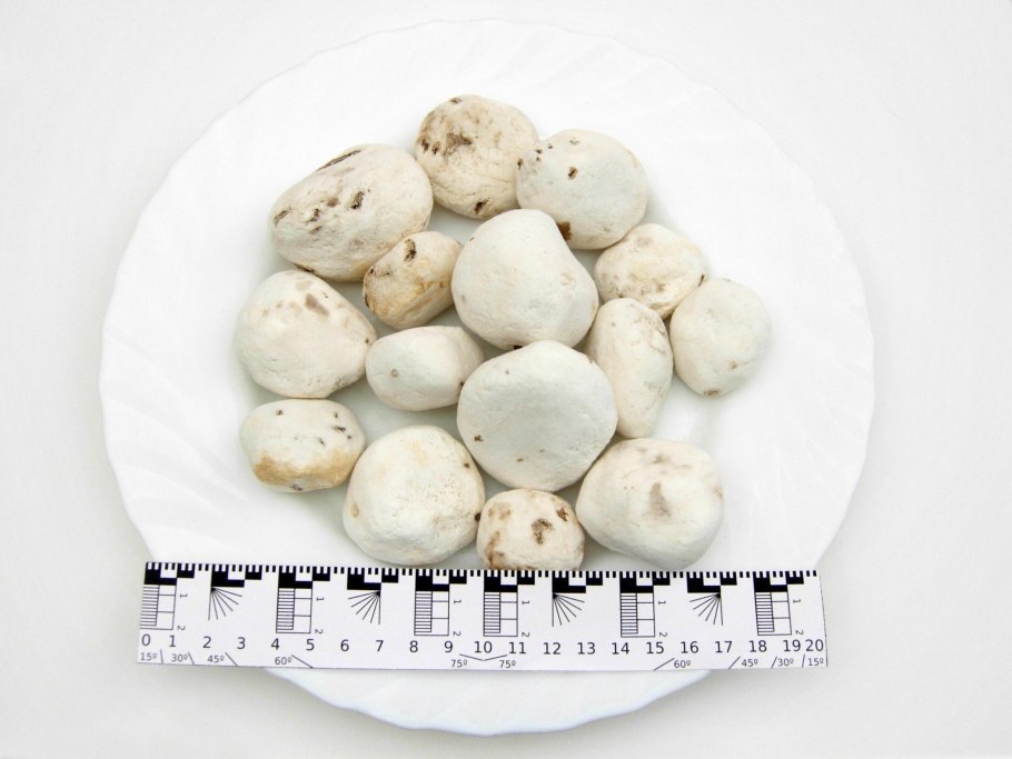 Гриб шампиньон двуспоровый