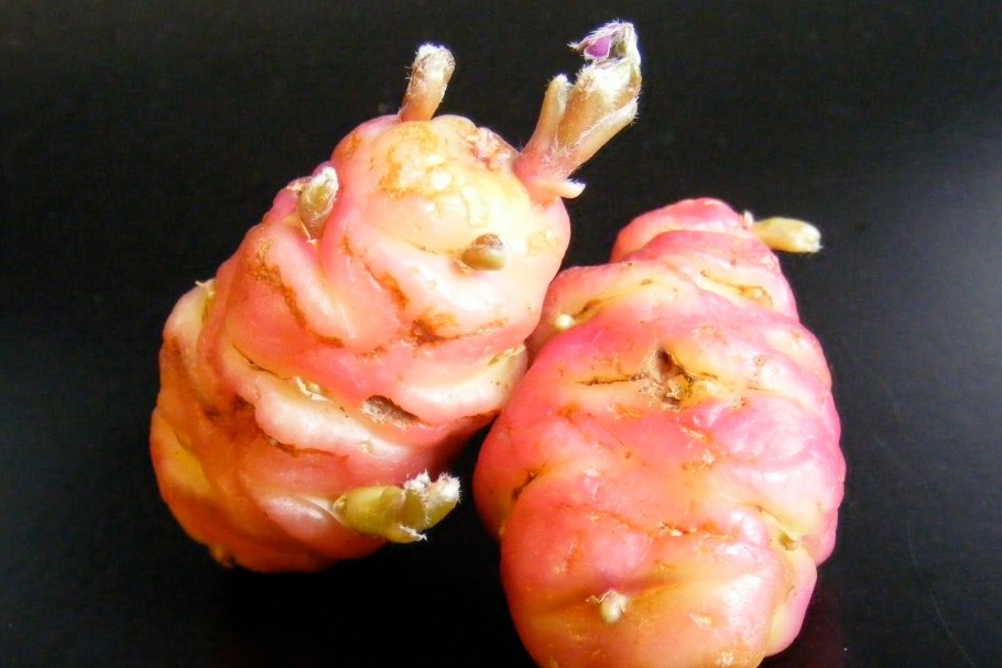 Чина клубненосная