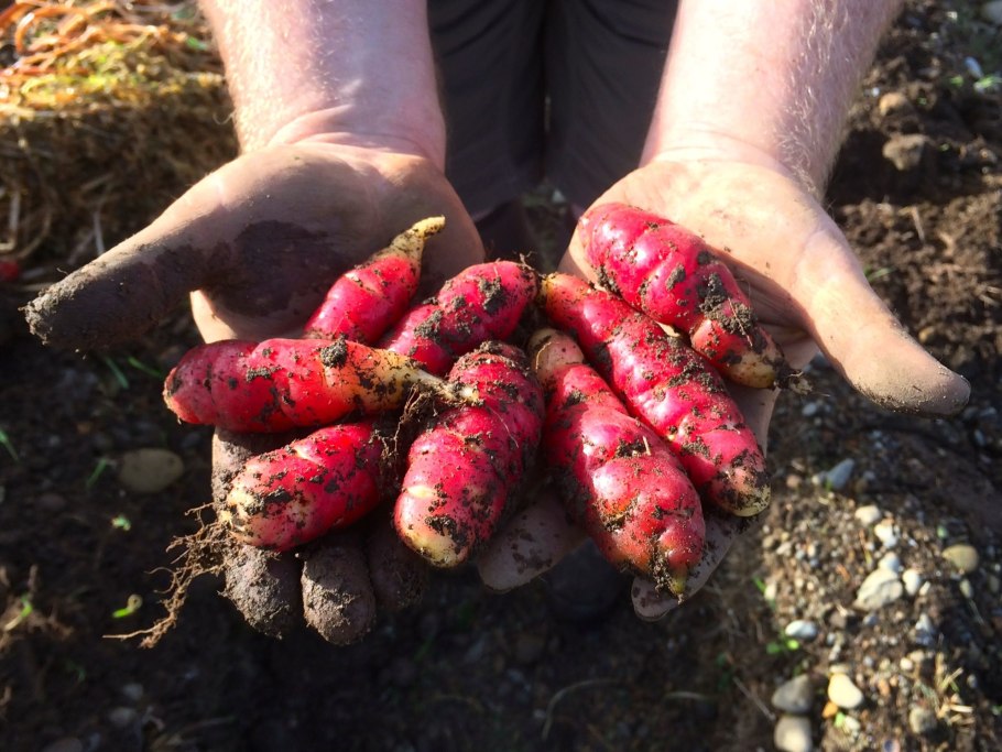 Кислица клубненосная