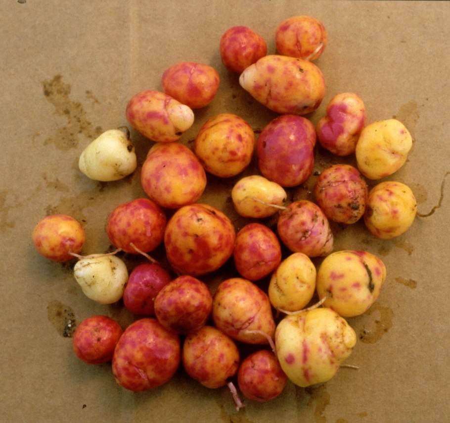 Уллюко клубненосный