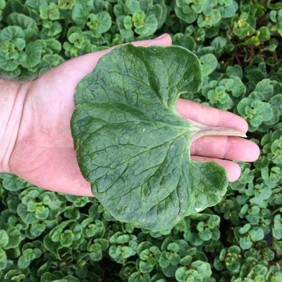 Кислица клубненосная Ока