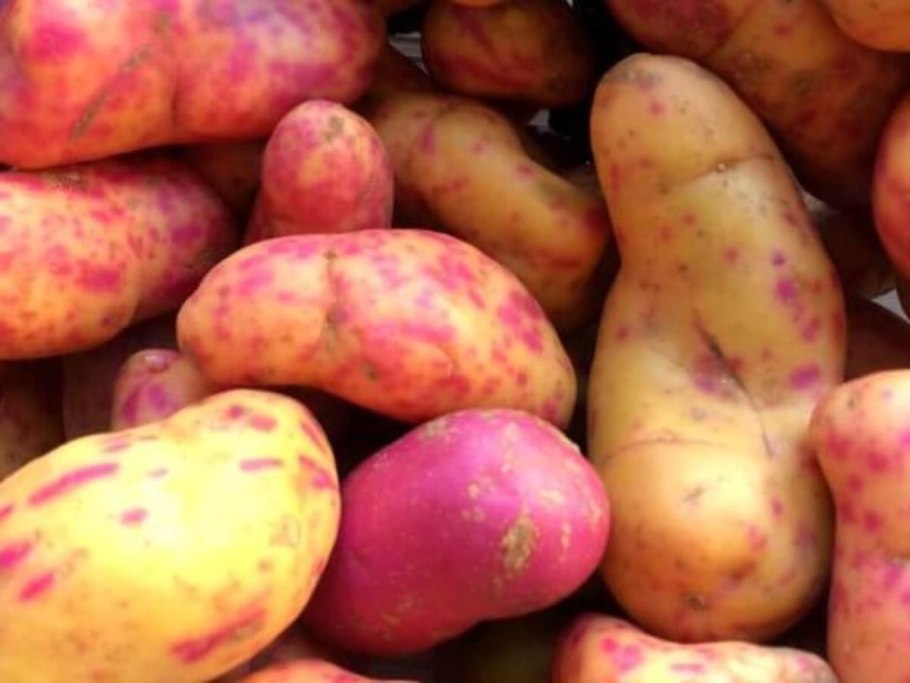 Уллюко картошка