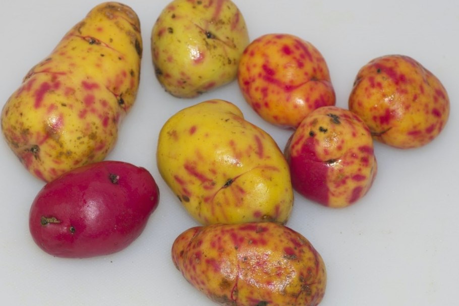 Уллюко растение