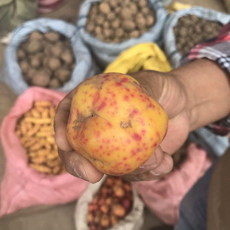 Кислица клубненосная Ока