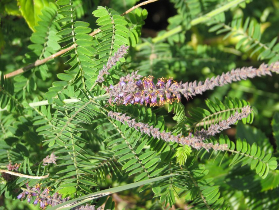 Аморфа фрутикоза