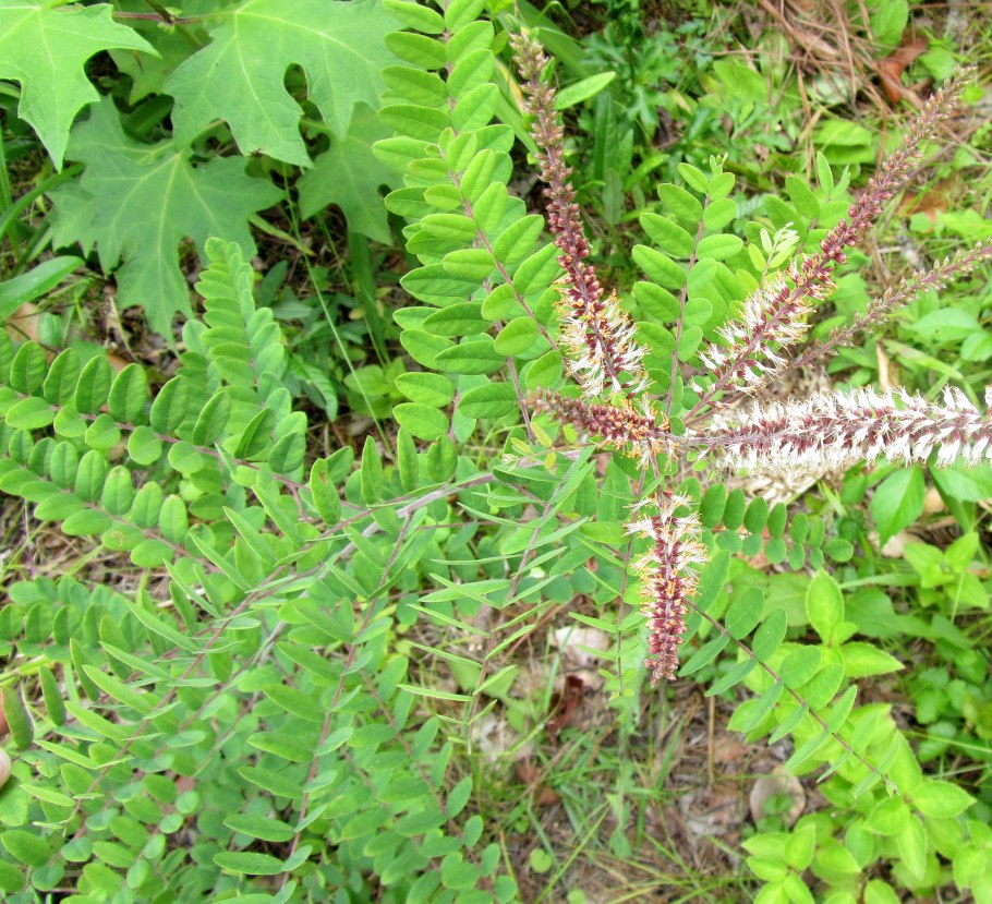 Аморфа кустарниковая синяя Акация