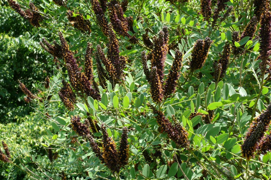 Аморфа кустарниковая Amorpha fruticosa