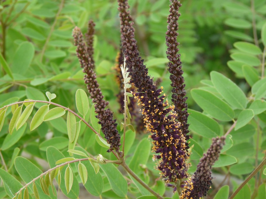 Аморфа фрутикоза